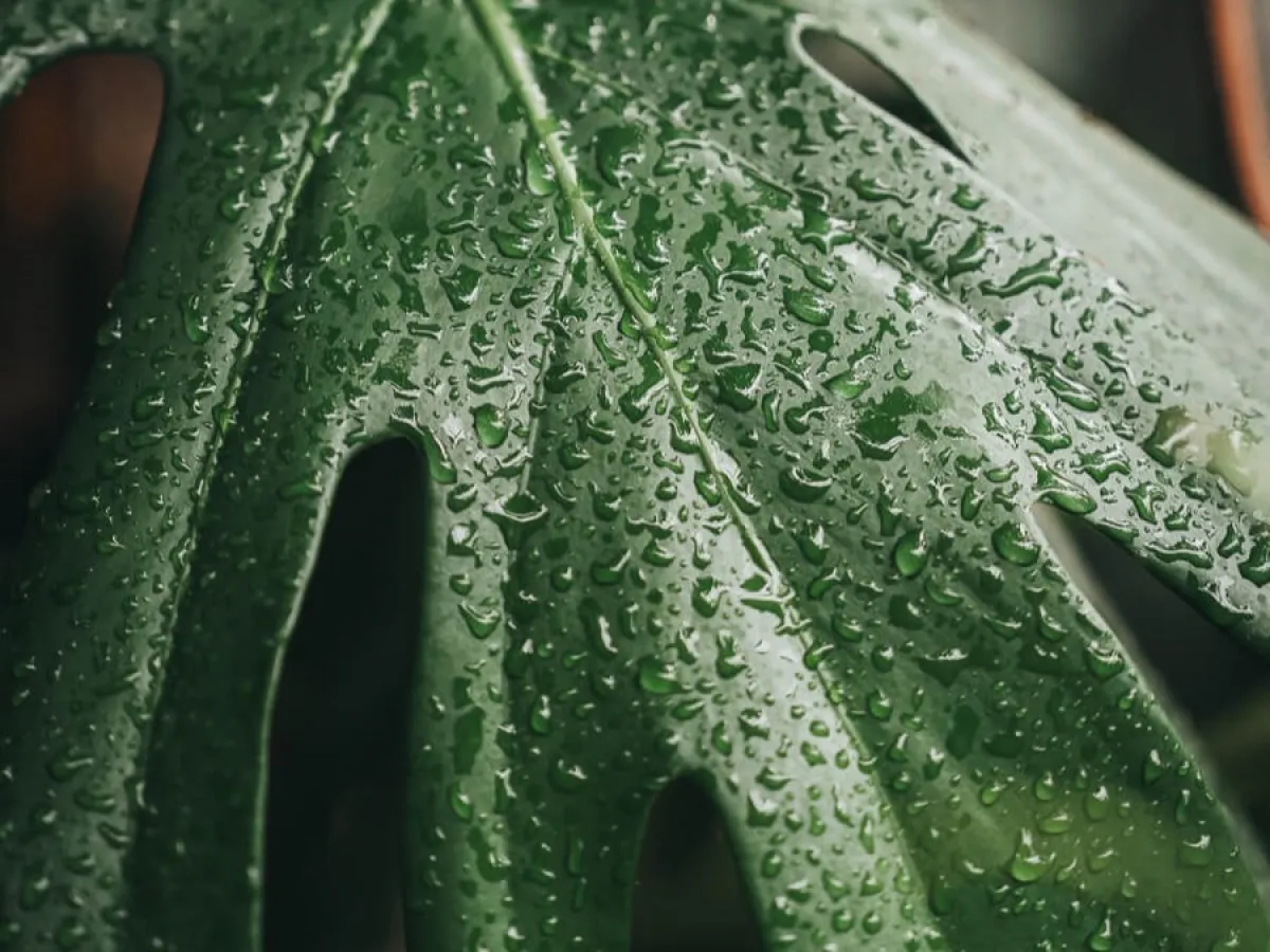 a close up of a green leaf with water droplets