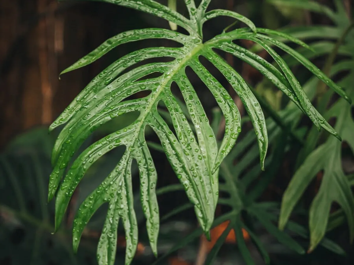 a close up of a green plant