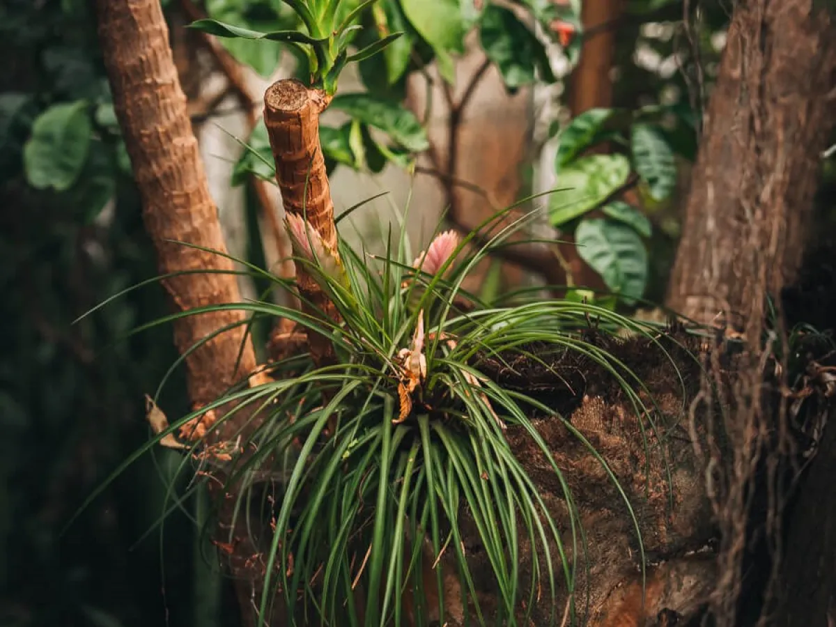 a plant growing in a tree