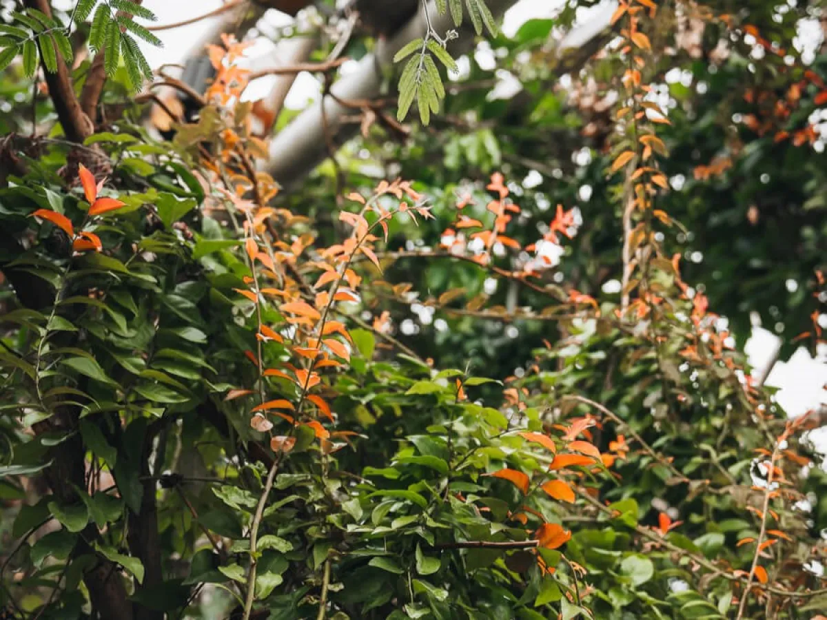 a plant hanging from a tree