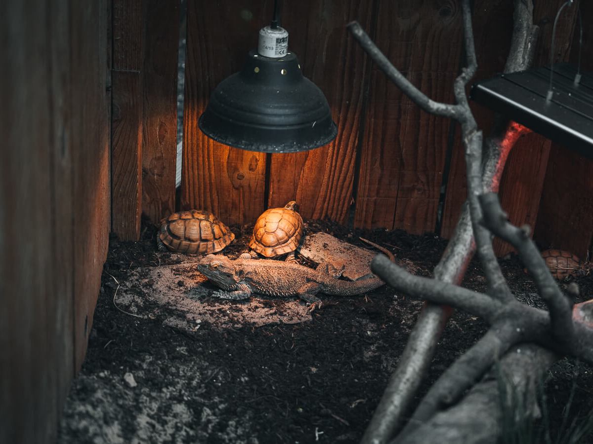 a heat lamp shining on tortoise