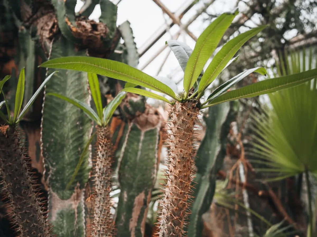 a spikey plant in front of a palm tree
