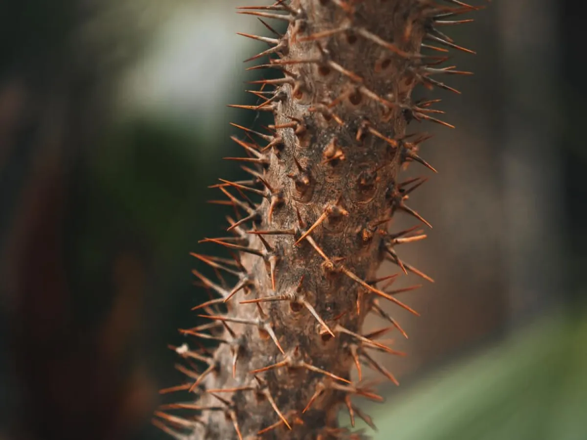 a close up of a spikey plant