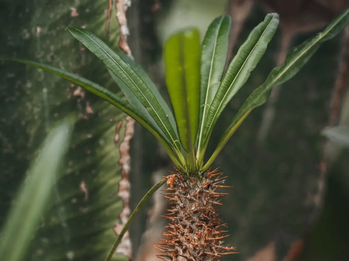 a close up of a plant