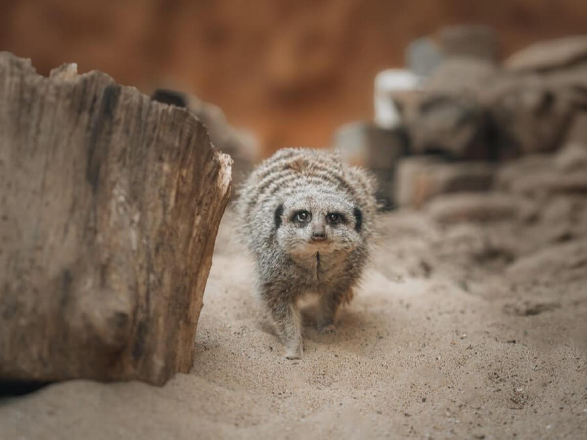 a close up of a meerkat next to a wooden log