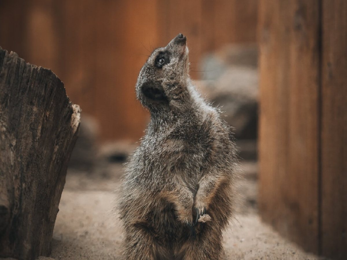 a close up of a meerkat looking upwards