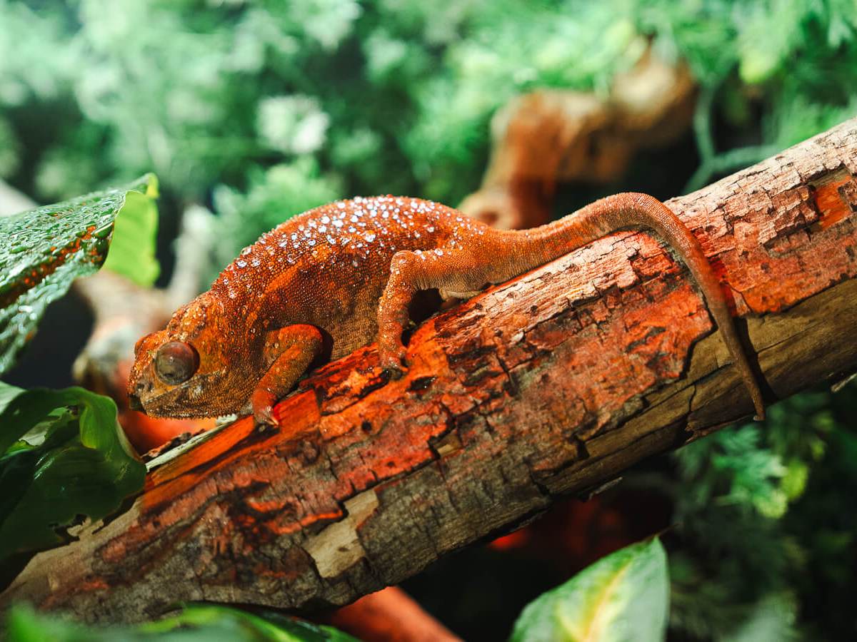 a chameleon sitting on a branch