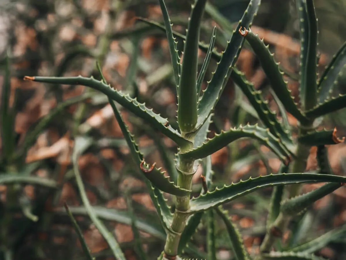a close up of a spiky plant
