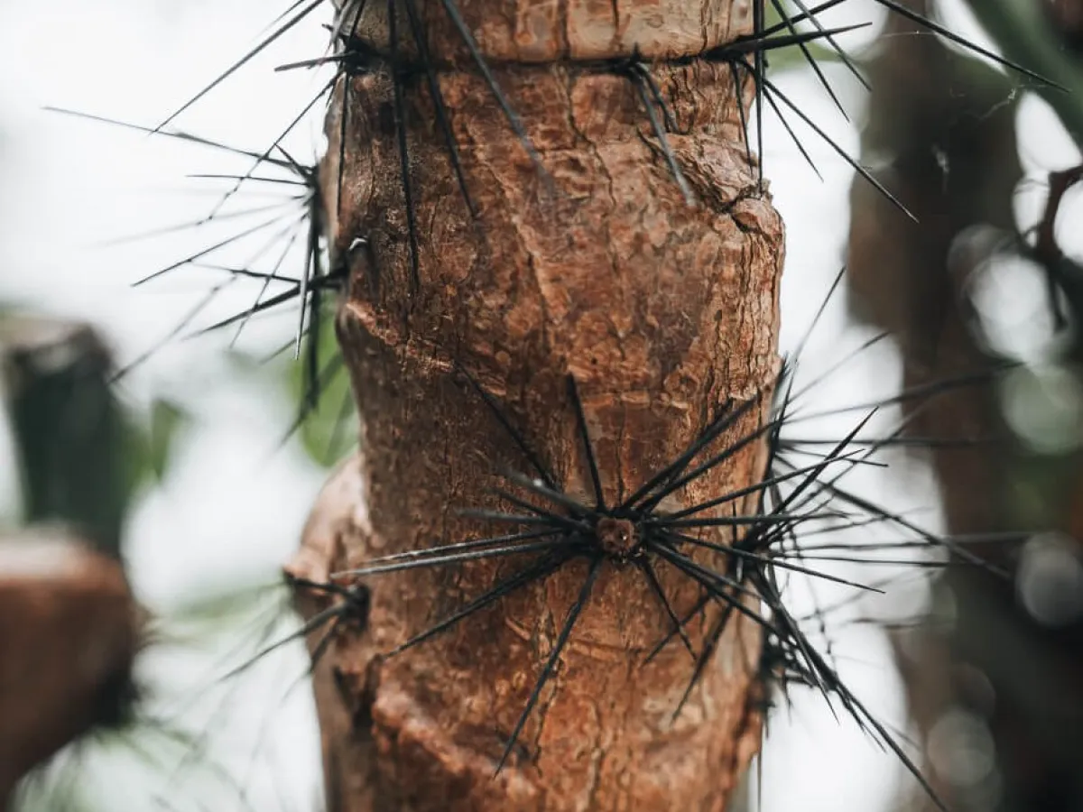 a close up of a spikey plant