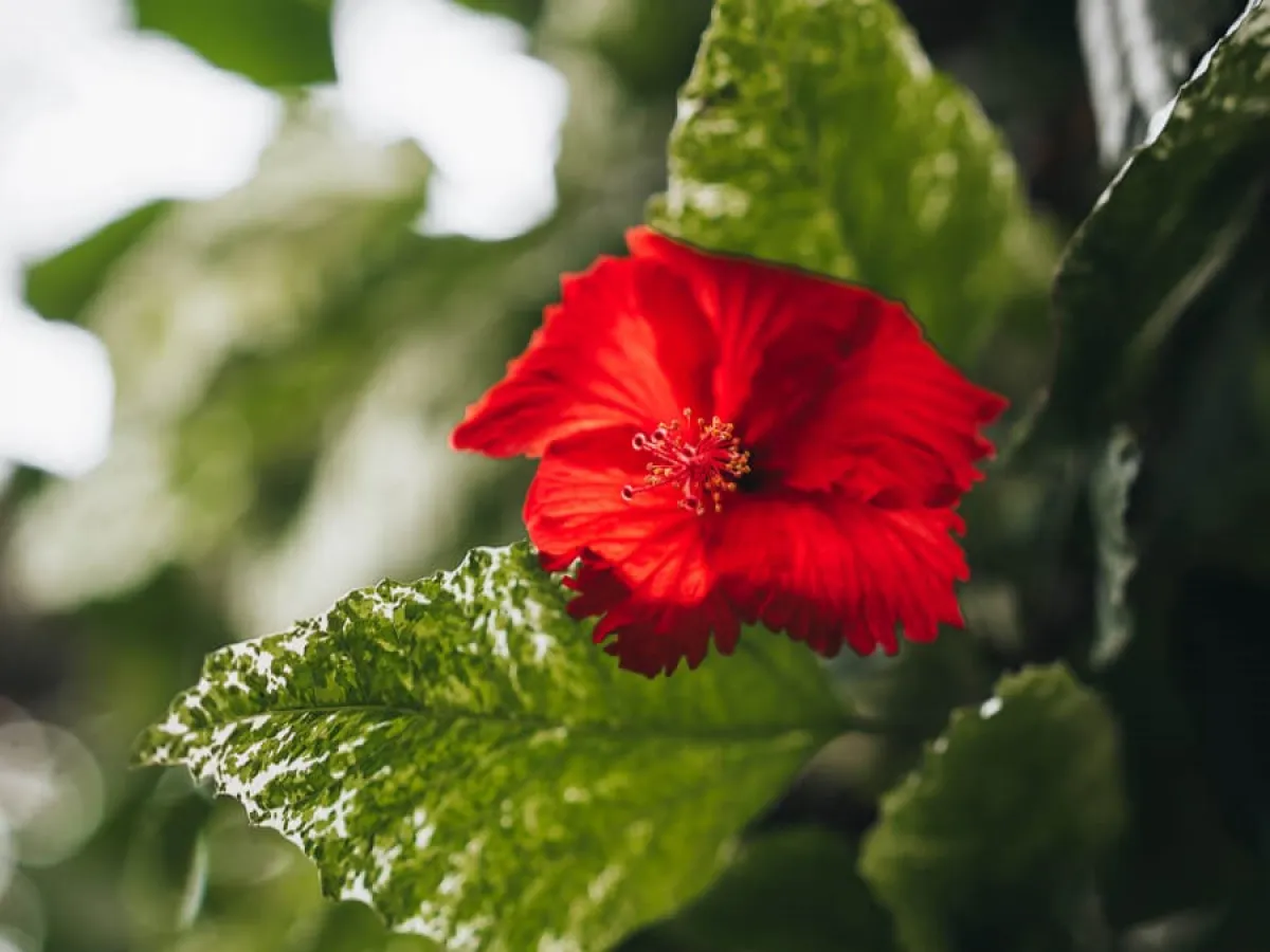 a close up of a red hibiscus flower