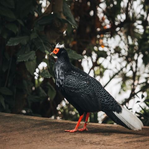 a edwards pheasant walking on a path