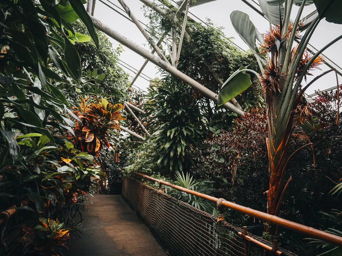 a pathway between plants and trees