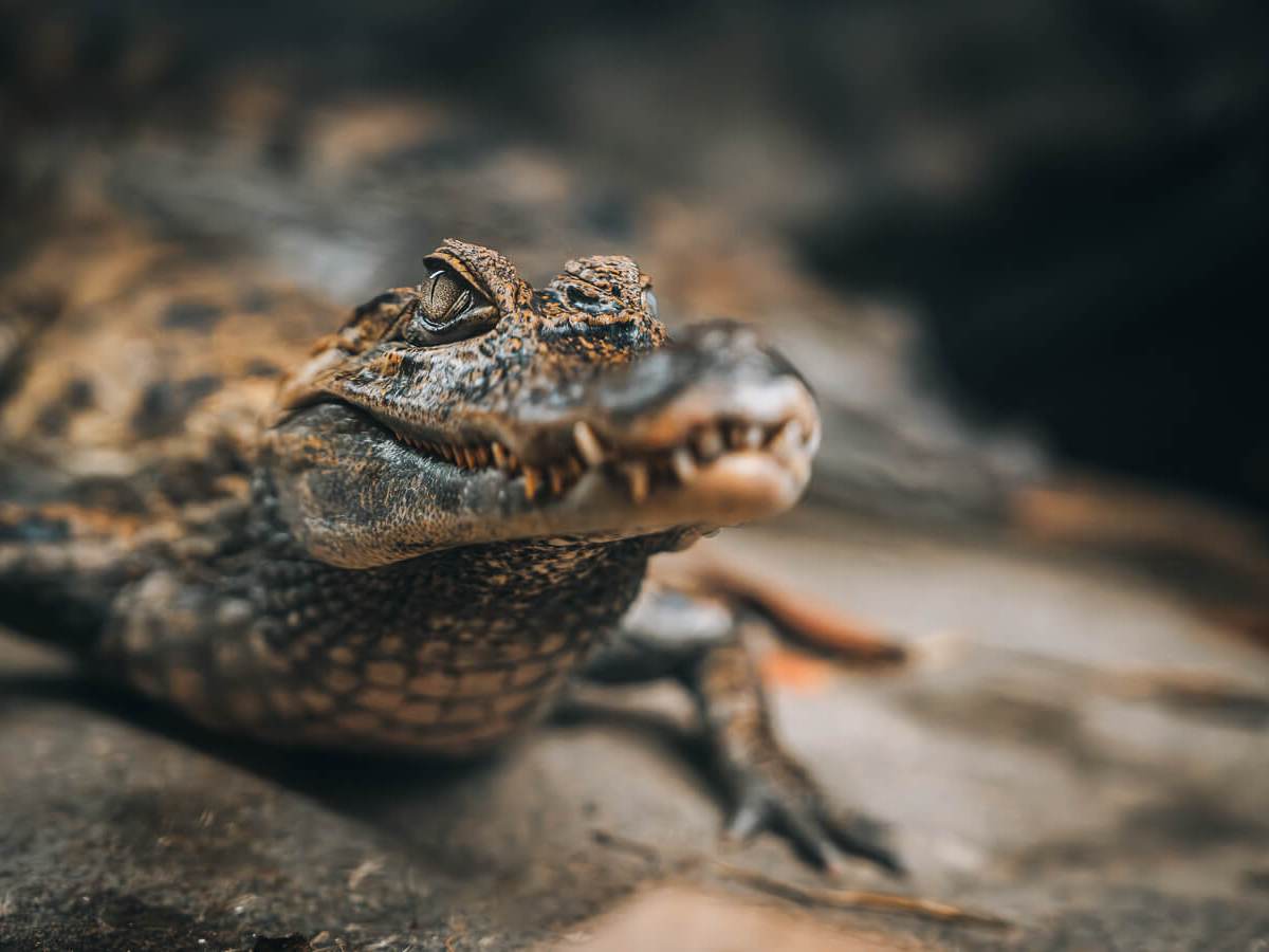 a close up of a caiman