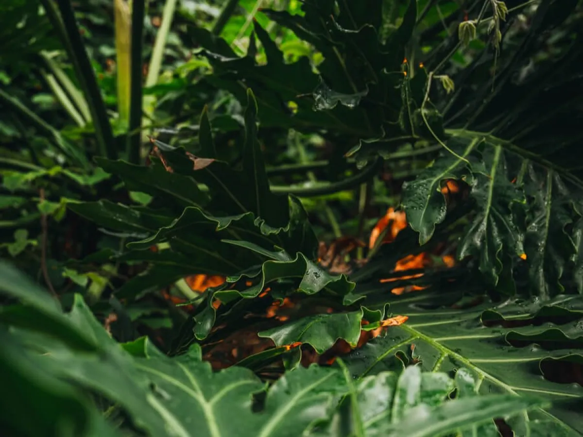 a close up of plant leaves