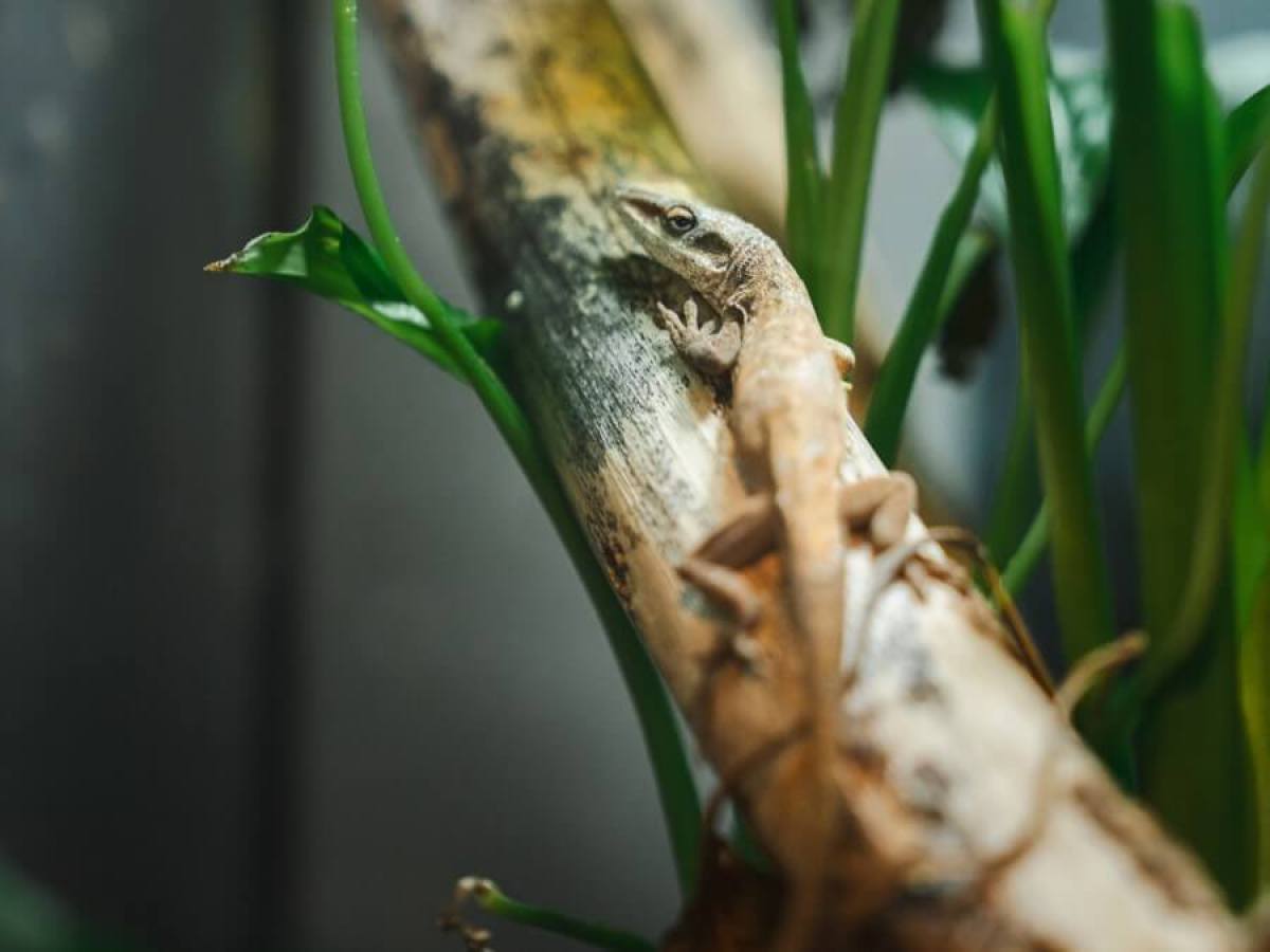 a close up of a green anole on a branch