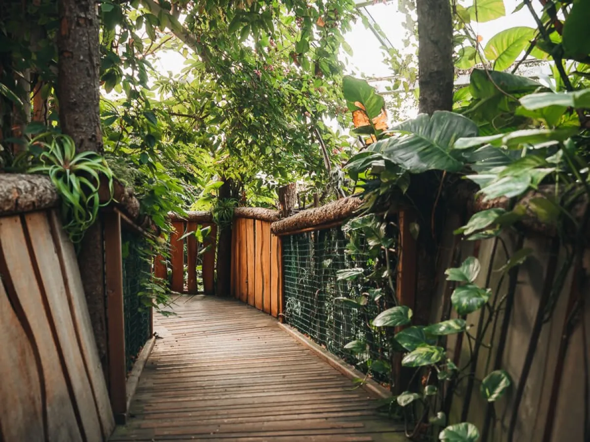 a wooden bridge with palnts trailing