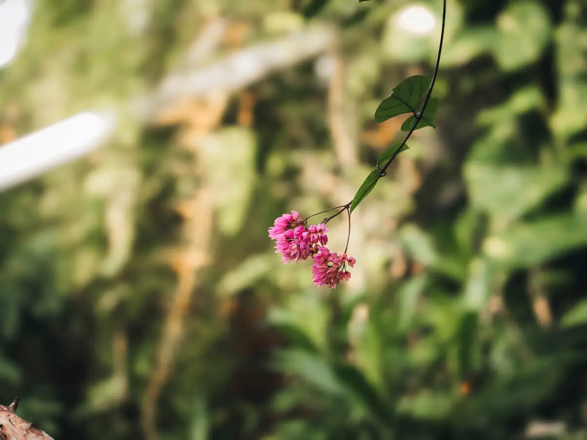a pink flower on a plant