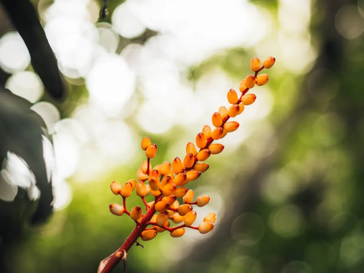 a close up of an orange flower