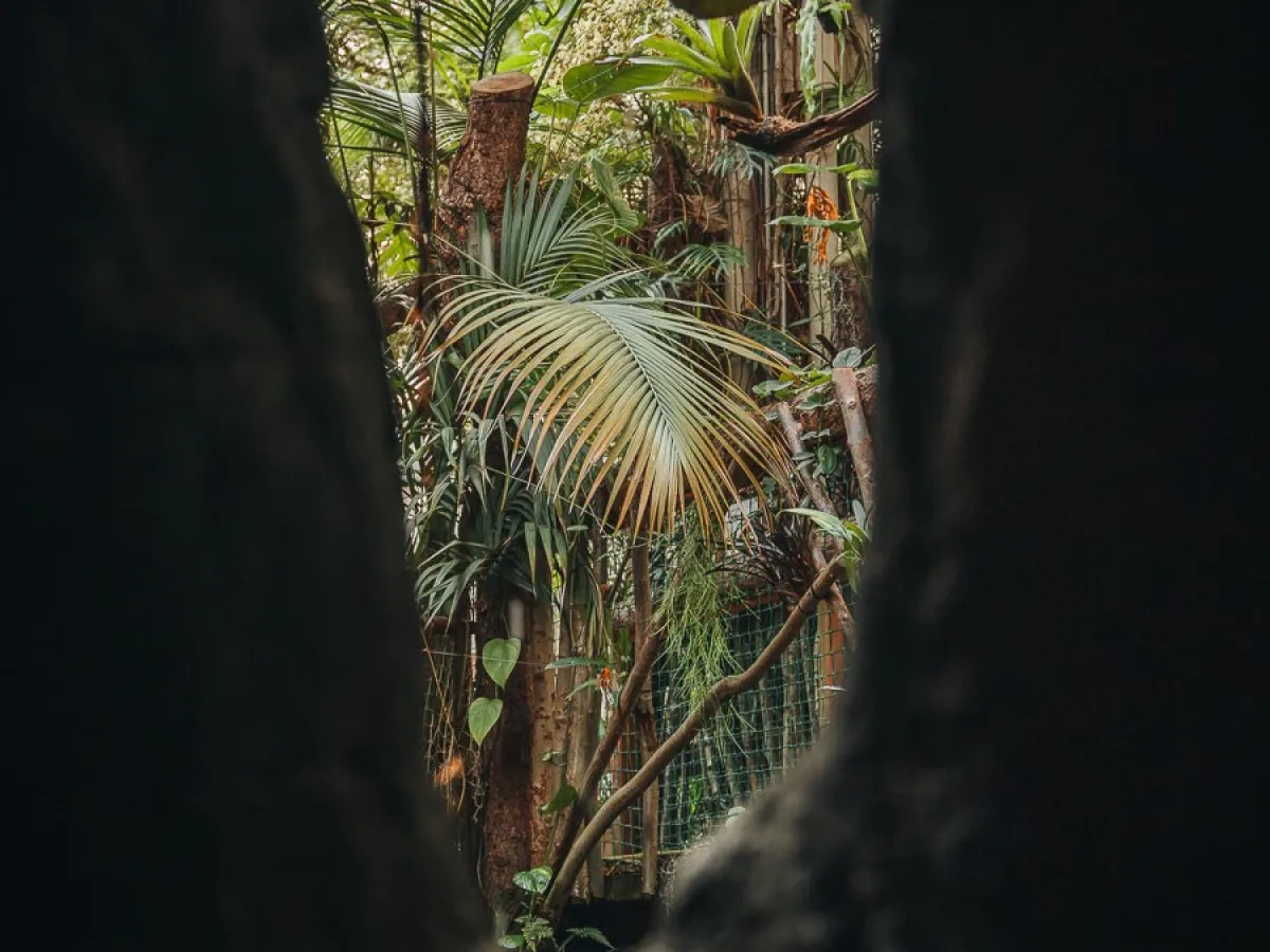 a palm tree viewed from inside a cave window