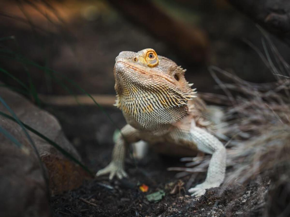 a bearded fragon on the forest floor tilting its head upwards