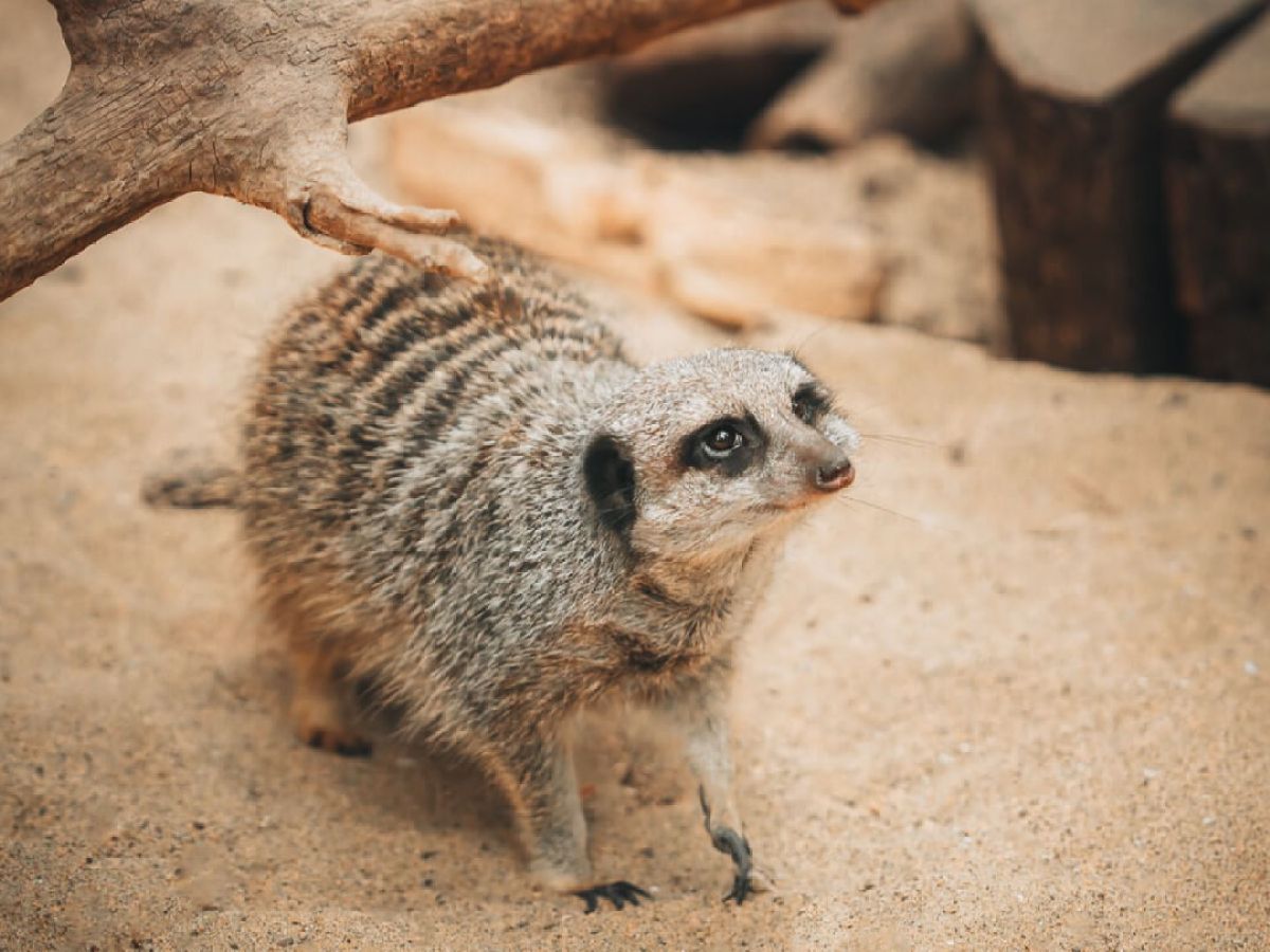 a close up of a meerkat on the sand
