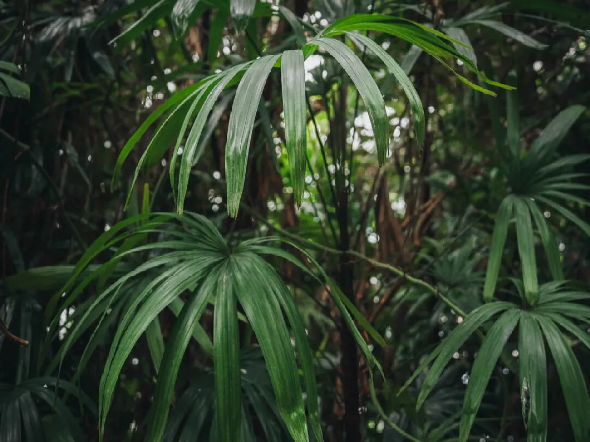 a close up of tree leaves