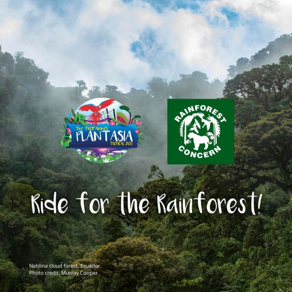 a rainforest scene with 2 logos