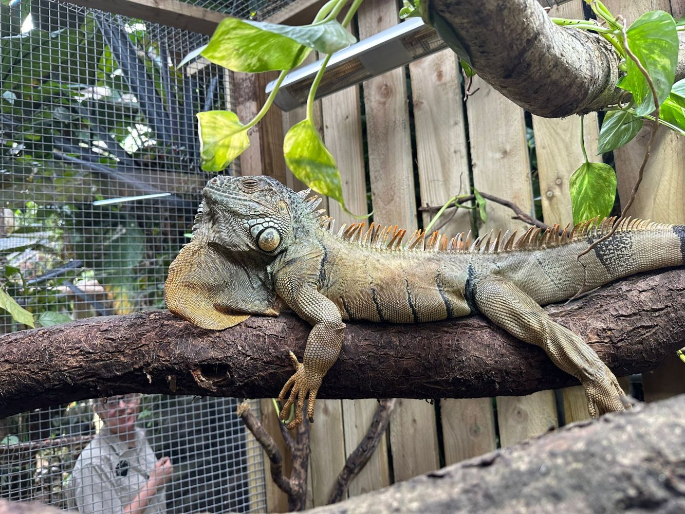Oscar, the Green Iguana lazing on a branch high up in his new habitat