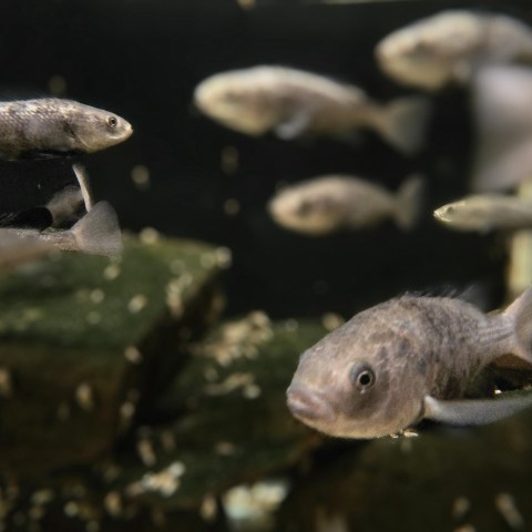 a close up of Manyara Tilapia fish swimming
