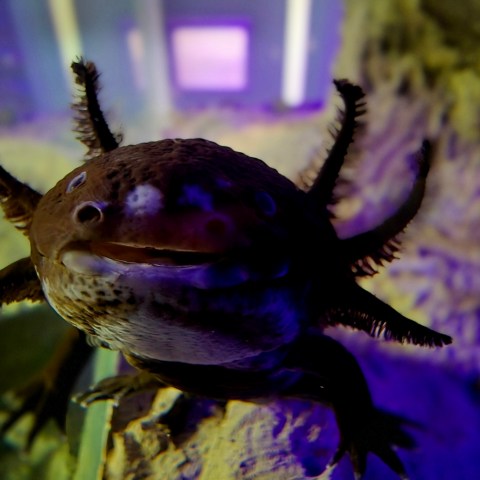 a close up of a black Axolotl