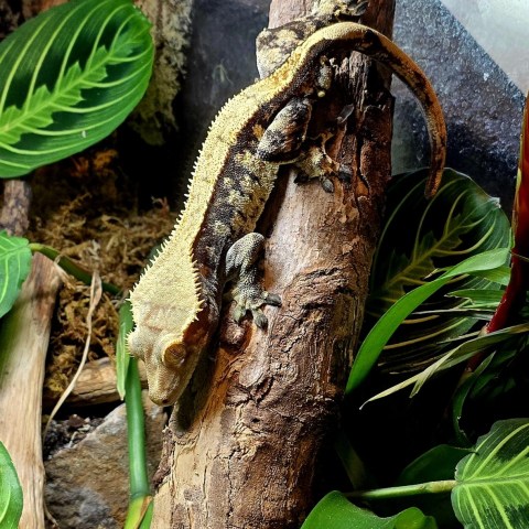 a close up of a Crested Gecko on a branch surrounded by green leaves