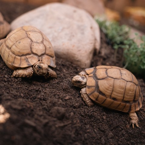 a close up of 3 critically endangered Egyptian Tortoise