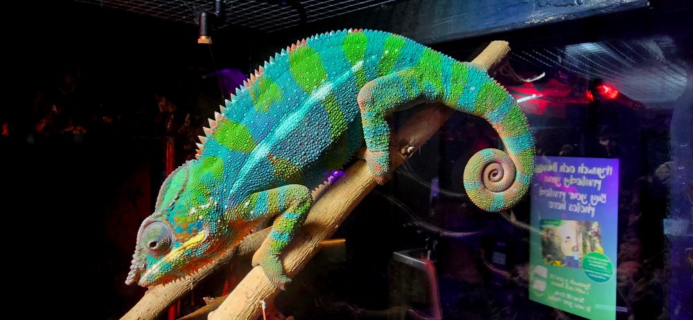 A colourful chameleon with green and blue stripes on a branch in a terrarium.