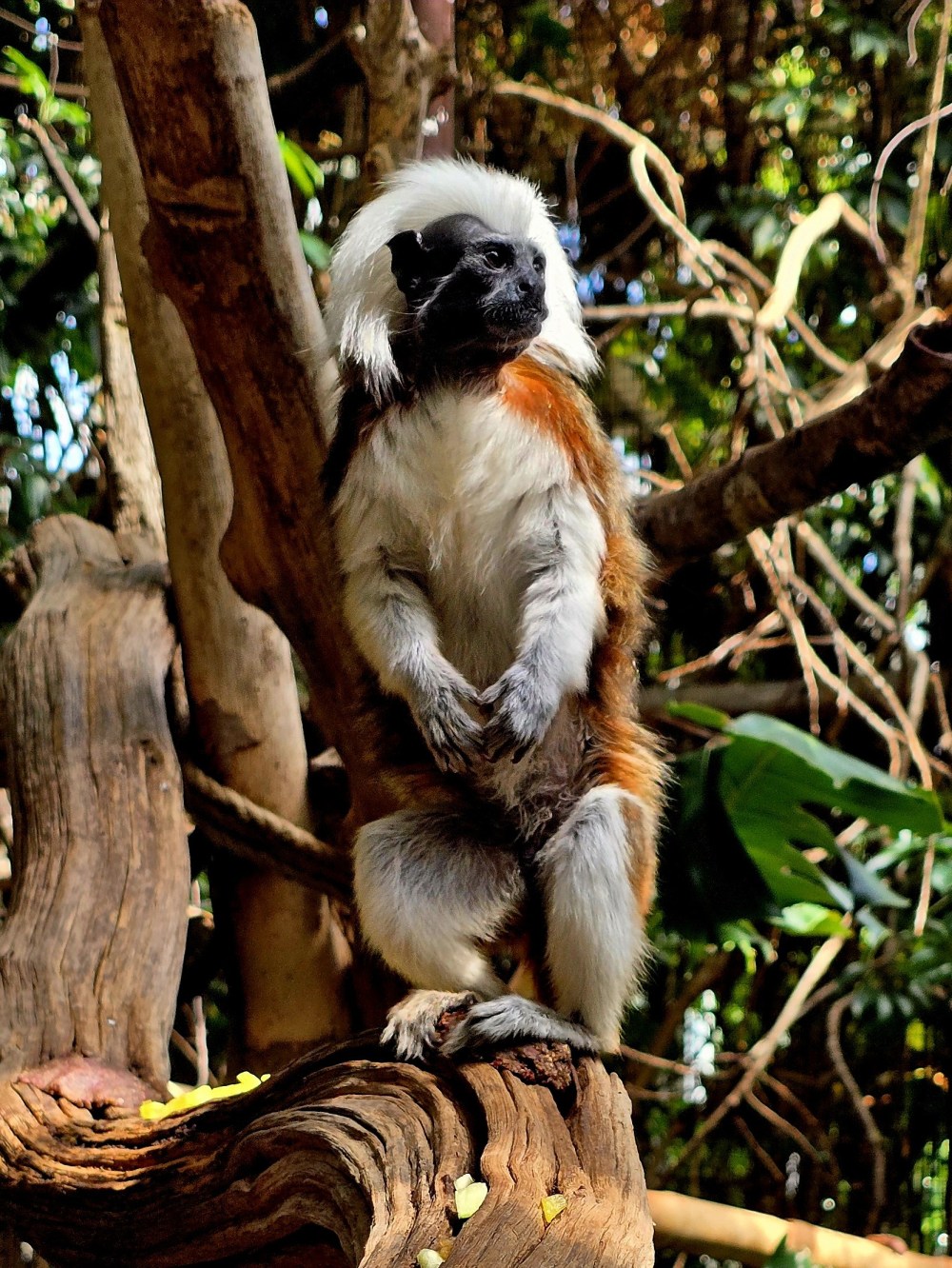 Cotton-top tamarin sitting on a branch in a forest habitat.