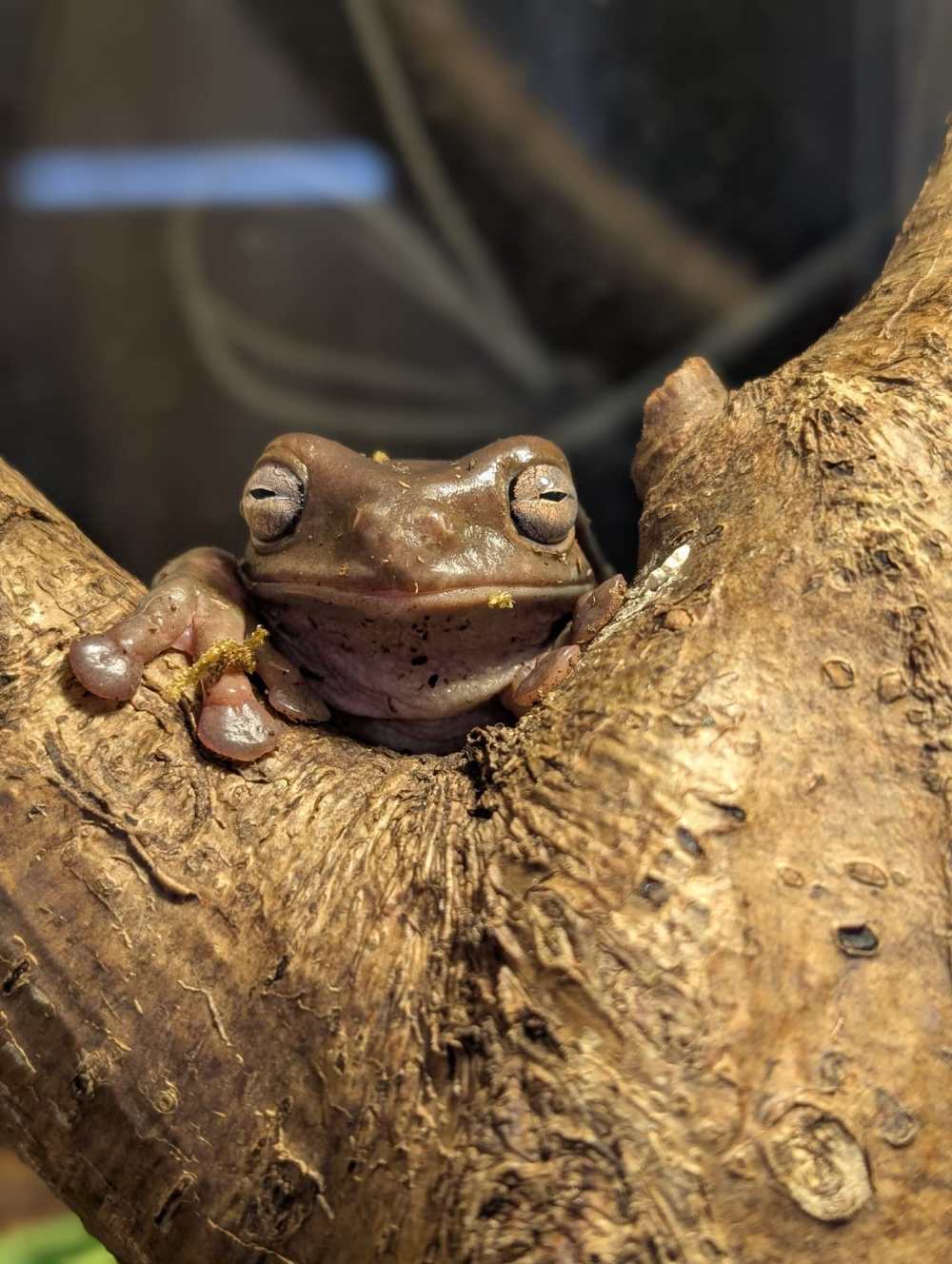 Whites tree frog resting in a crevice of a tree branch.