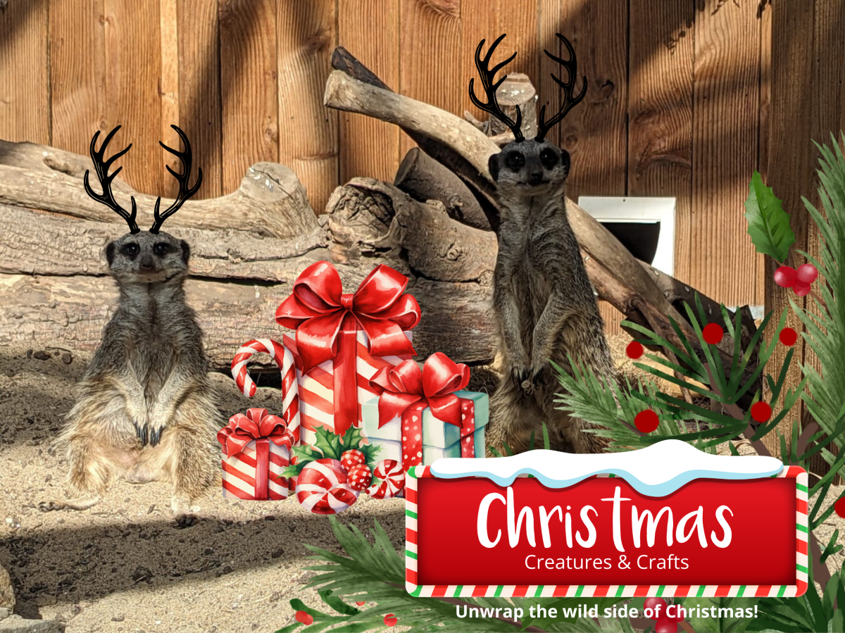 Christmas Creatures & Crafts: Educational workshop Two meerkats with antlers sit by Christmas gifts and decor on a sandy ground.