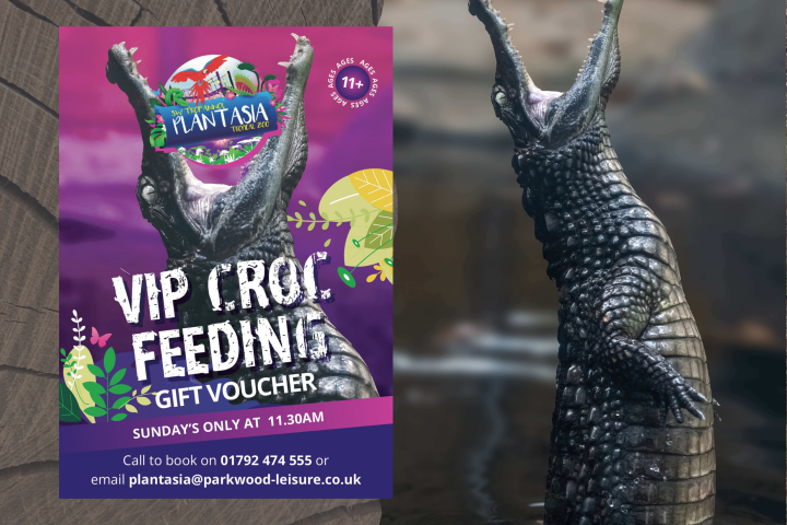 VIP Croc Feeding voucher ad next to a crocodile with open mouth.