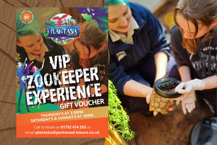 Two people holding a small tortoise next to a 'VIP Zookeeper Experience' poster.