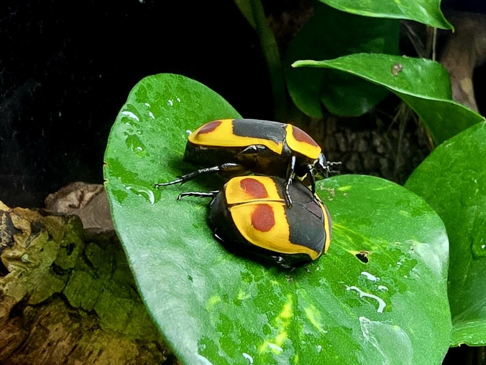 Two colourful sun beetles on a wet green leaf with a natural background.