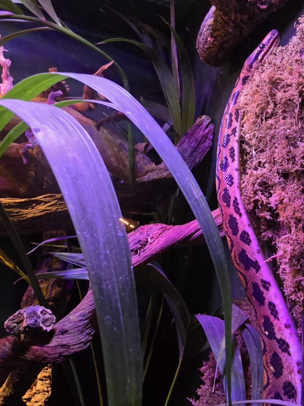 A Rainbow Boa snake with spotted pattern on branch, surrounded by leaves and branches.