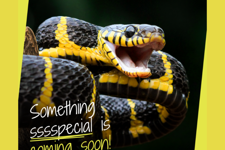 A black and yellow snake with an open mouth, captioned 'Something sssspecial is coming soon!'