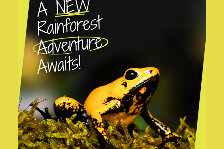 Bright yellow frog on moss with text: 'A NEW Rainforest Adventure Awaits!' and 'PLANTASIA'.