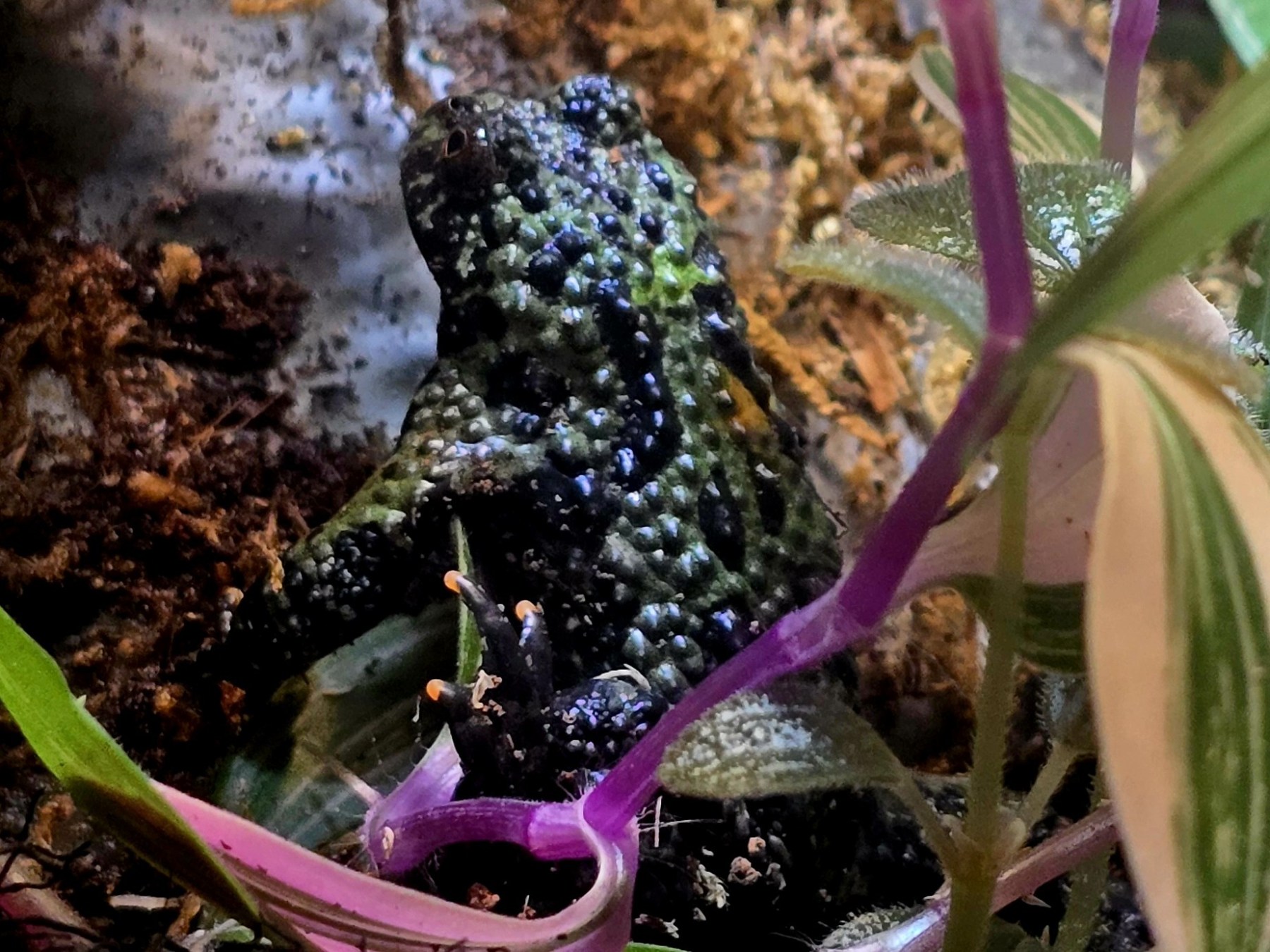A green and black toad surrounded by plants in a terrarium.