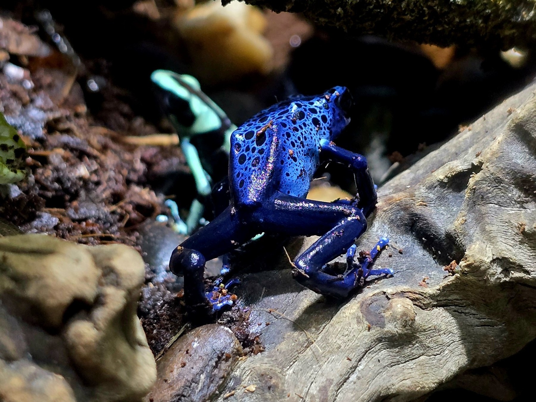 Blue poison dart frog with black spots on a log, with a green frog in the background.