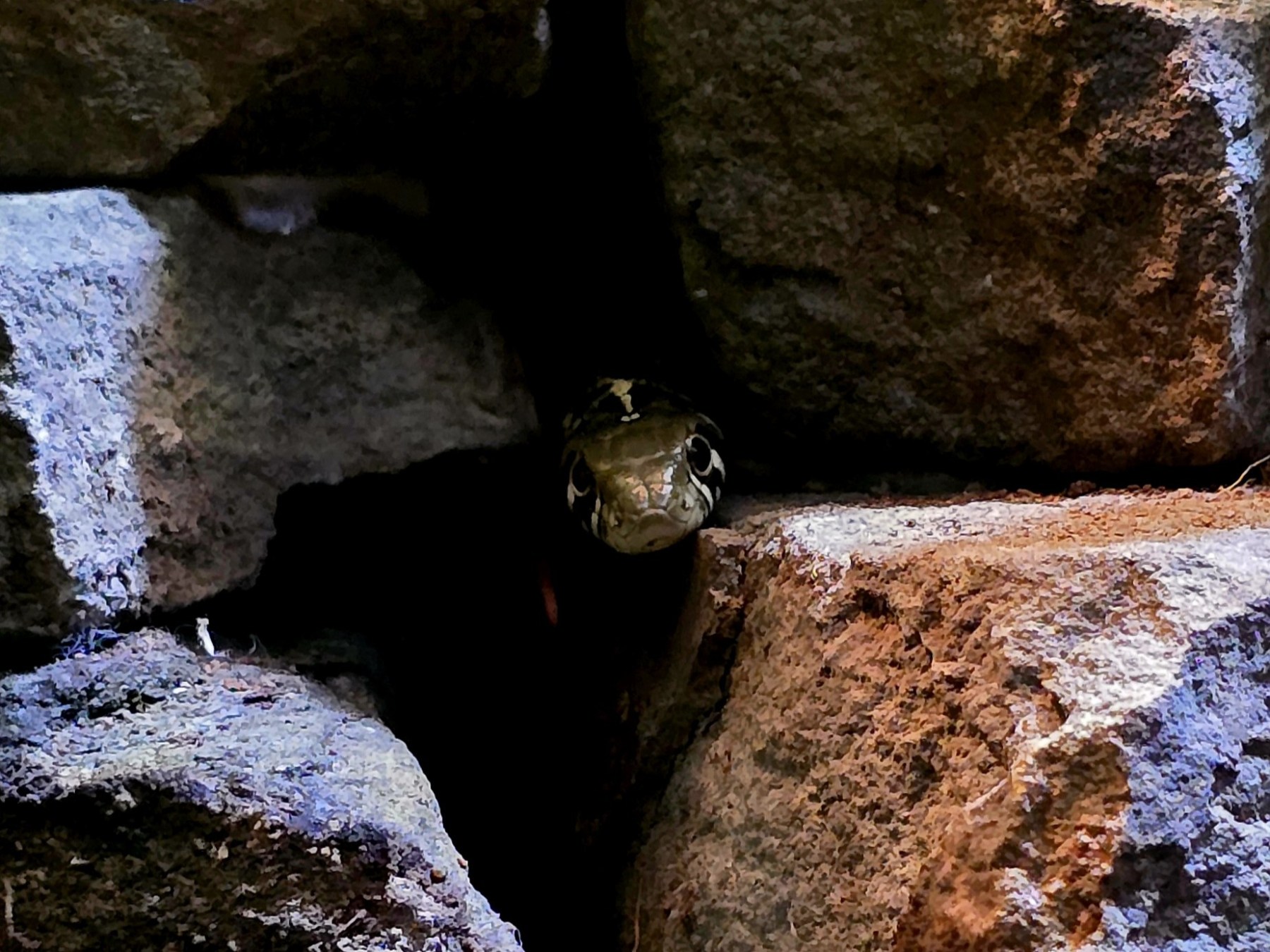Snake head peeking from between stacked rocks.