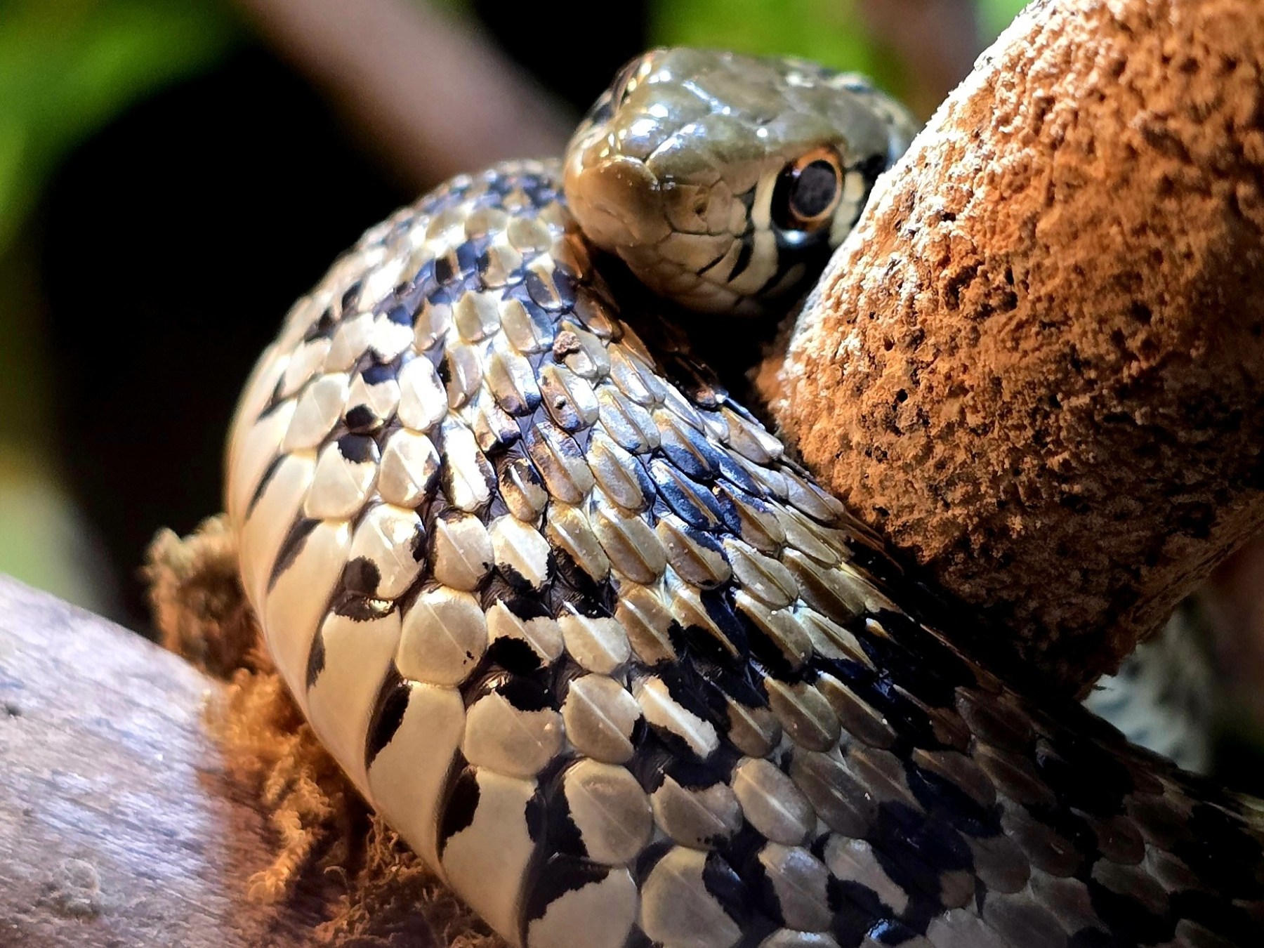 Close-up of a coiled snake on a branch, showing detailed scales and its head.
