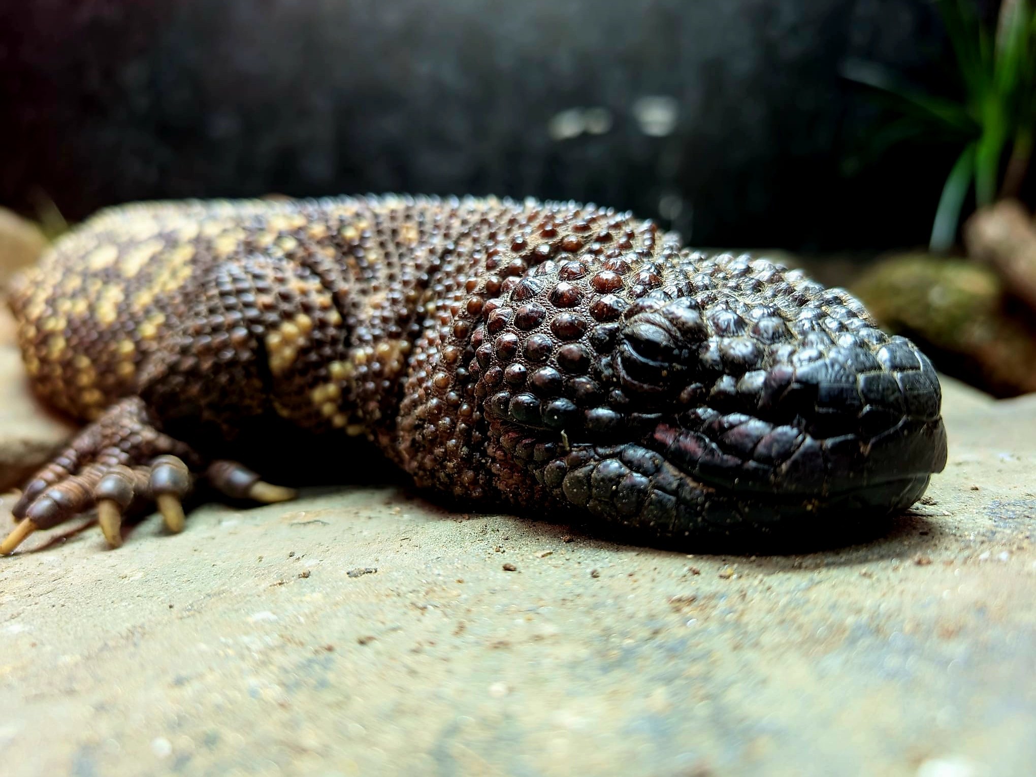 Close-up of a beaded lizard with rough, bumpy skin lying on a rock.