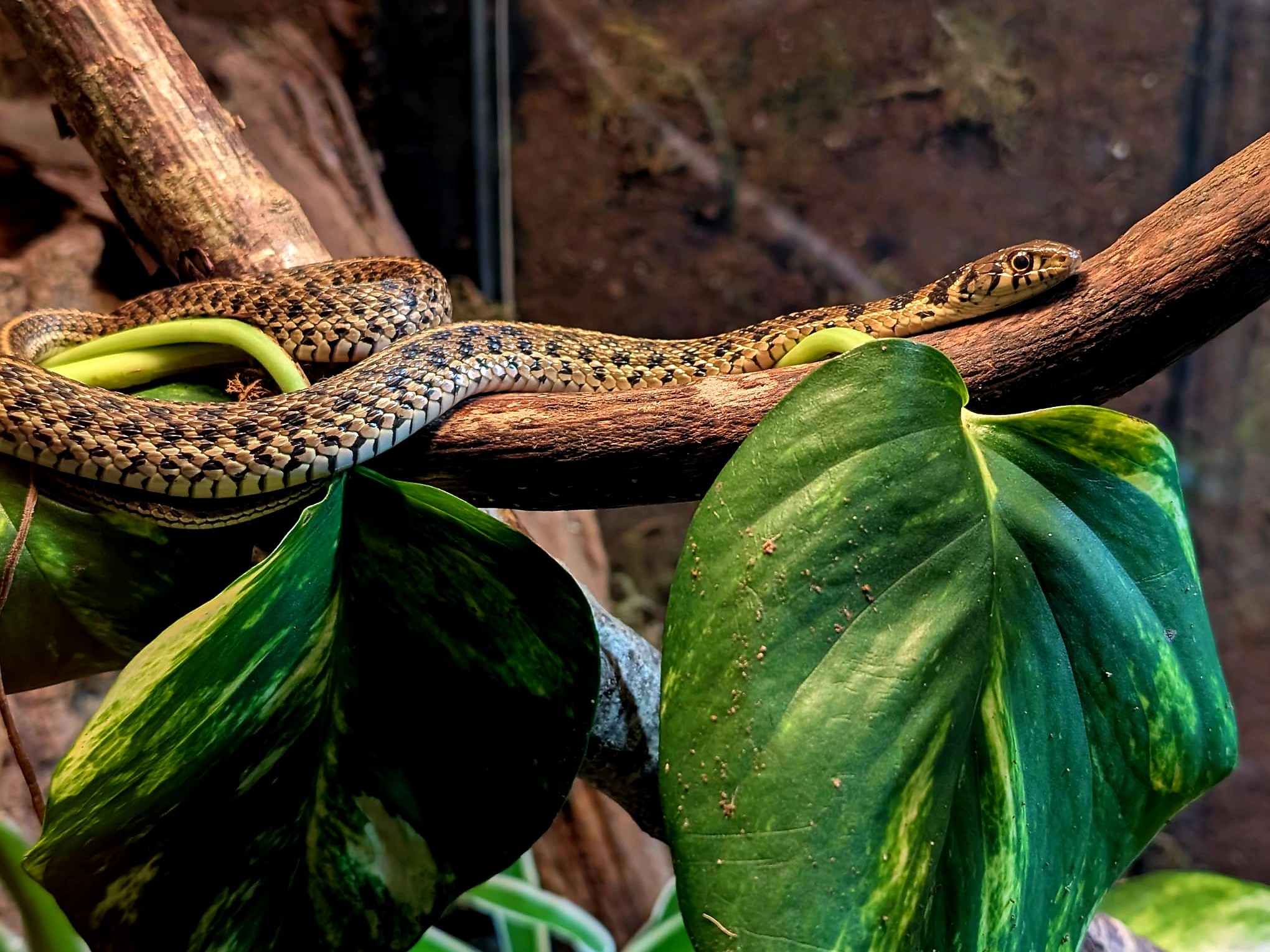 Garter snake coiled on a branch with large green leaves, inside its habitat.