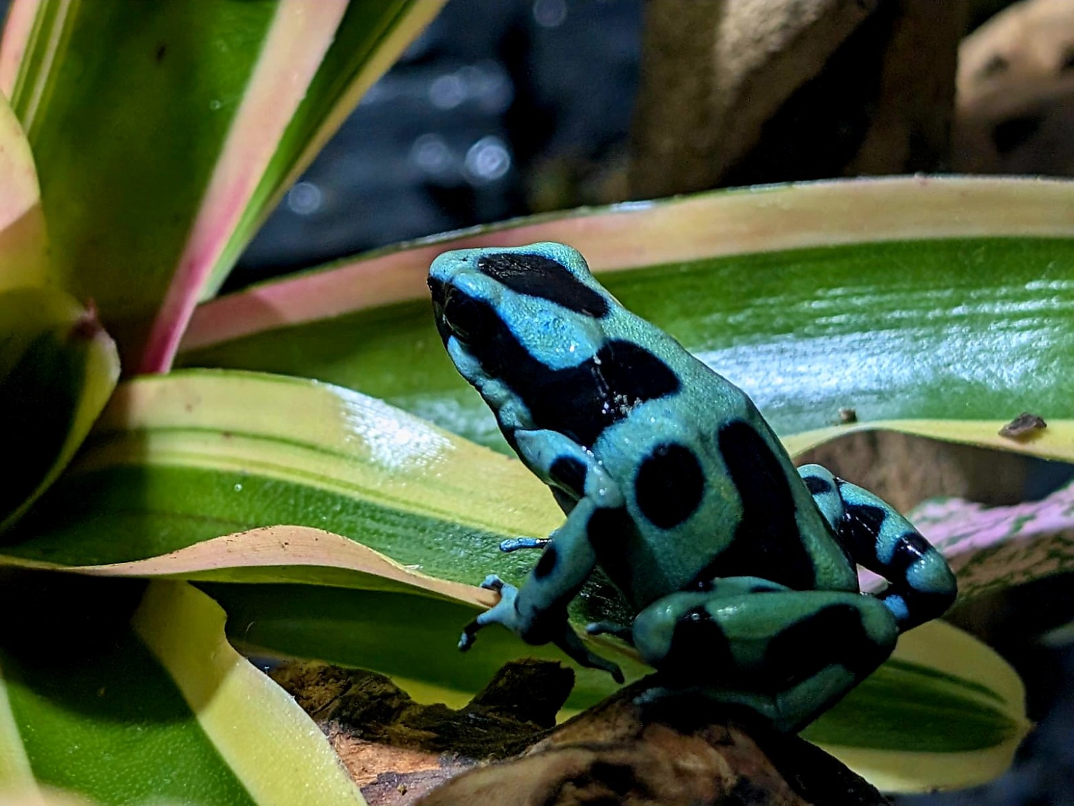 Green and black spotted dart frog perched on a leaf with blurred background.