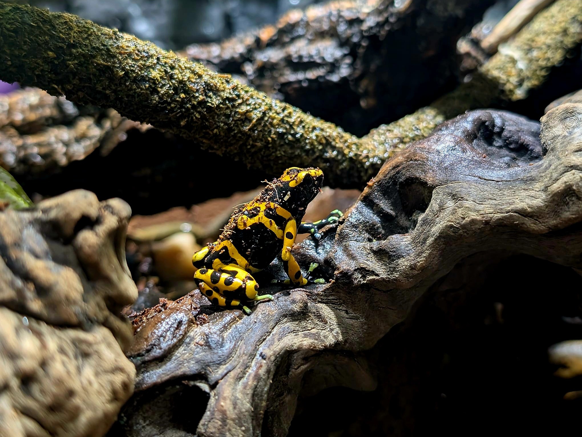 Yellow and black dart frog on a log with a mossy branch above.